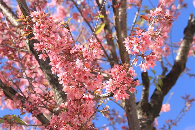 30/4, "dua nhau di tron" duoi con duong ruc hong hoa anh dao o tq hinh anh 5