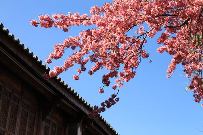 30/4, "dua nhau di tron" duoi con duong ruc hong hoa anh dao o tq hinh anh 4