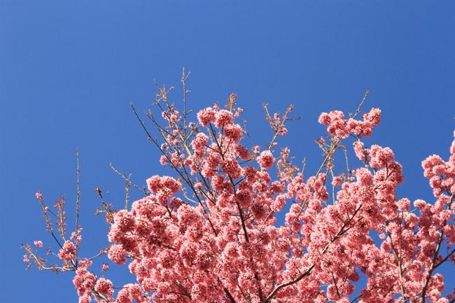 30/4, "dua nhau di tron" duoi con duong ruc hong hoa anh dao o tq hinh anh 3