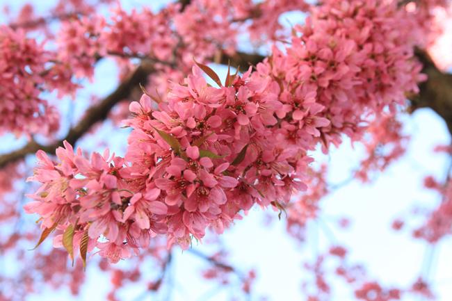 30/4, "dua nhau di tron" duoi con duong ruc hong hoa anh dao o tq hinh anh 7