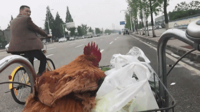 'Thanh nu cong so' gay cuoi khi nuong ga bang chau cay hinh anh 3