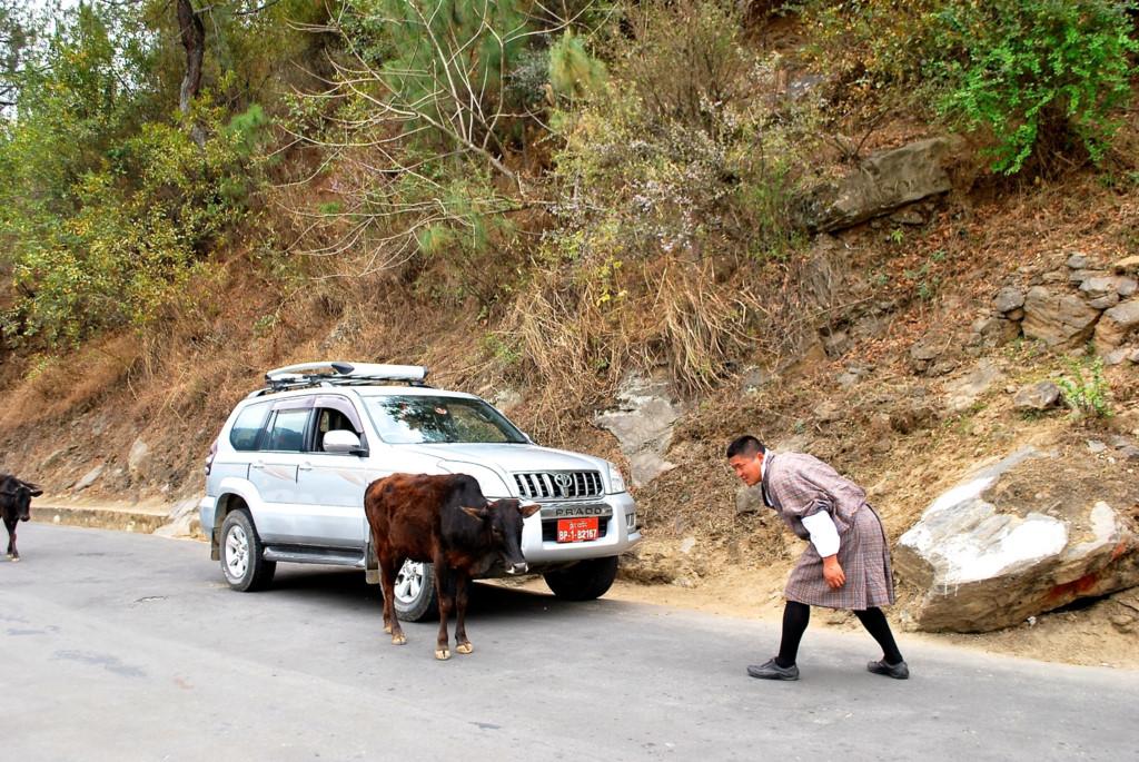 4. Sát sinh ở Bhutan là phạm pháp: Nhưng bạn vẫn có thể ăn thịt ở đây. Thịt được mổ xẻ sẵn và nhập khẩu từ Ấn Độ. 40% dân số Bhutan ăn chay. Chính phủ từng nhắc tới khả năng cấm hẳn việc ăn thịt ở Bhutan trong tương lai. Ảnh: Blondebrunettetravel.