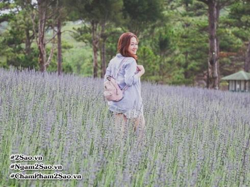 Ngất ngây 3 cánh đồng hoa oải hương đẹp mê hồn ở Đà Lạt