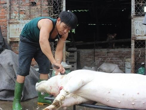 Chạy sô mổ thuê 10-15 con lợn mỗi ngày kiếm trăm triệu/tháng trong cơn bão lợn mất giá