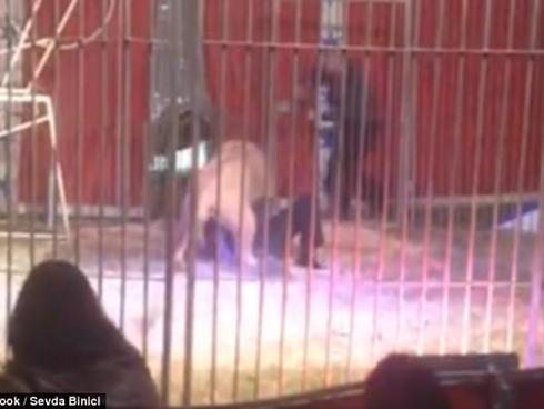 Sư tử cắn cổ và lôi người huấn luyện thú đi ngay trước mắt khán giả