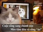 Ảnh hài: Loạt ảnh hài hước về cuộc sống 'bá đạo' của loài mèo