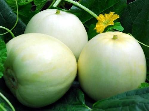 Khi ăn dưa lê nên gọt dày lớp vỏ để dưa được ngọt hơn. Ảnh minh họa