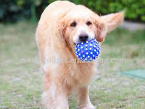 Ảnh động: Phát cuồng với những chú cún 'lười vô đối'