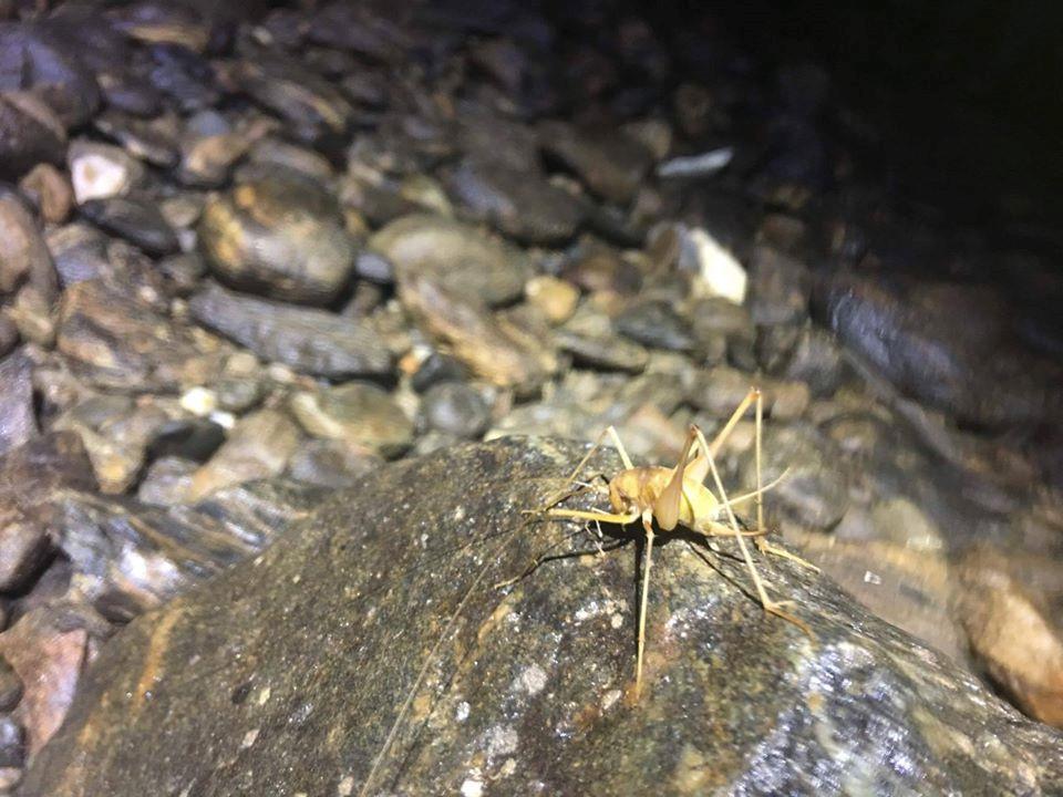 To da, nhu da hang chuc nghin nam trong hang 'Son Doong cua Ba Be' hinh anh 4