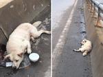 Chú chó bị đâm trên phố Hà Nội: Lòng thương và lời đề nghị thẳng thắn tới lạnh người