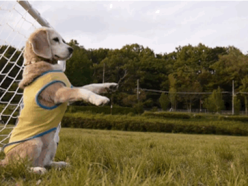 Ảnh động: Hài hước với những chú cún đam mê thể thao