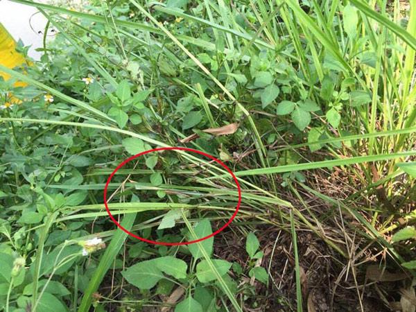 hien truong vu giet nguoi roi rach bung, cat "cua quy" o hung yen - 7