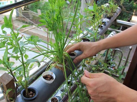 Thiết bị trồng rau xanh tự động trong nhà