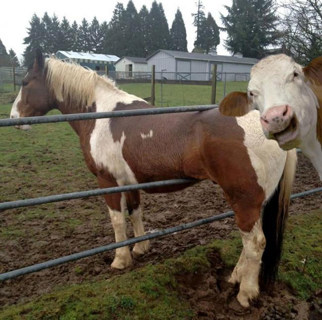 dong vat nghien "tu suong" khong he thua con nguoi hinh anh 6