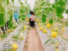 Tha hồ 'chụp choẹt' với 4 trang trại tuyệt đẹp tại Sài Gòn