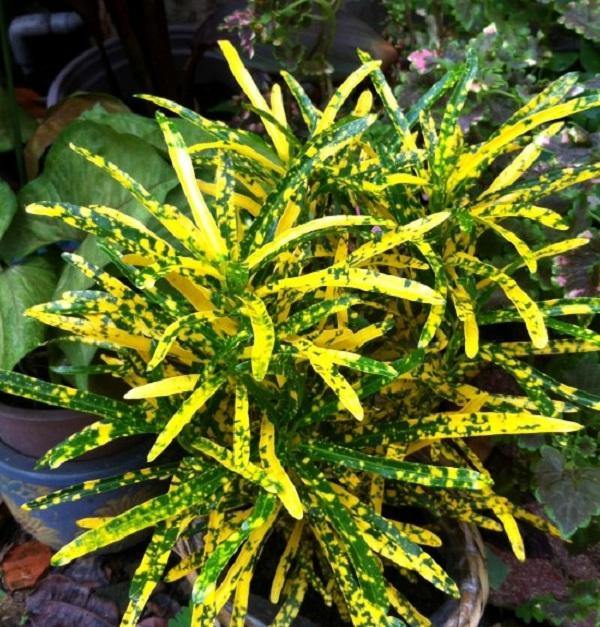 khong dat nhung loai cay canh loc bui, diet muoi nay trong nha thi dung la sai lam - 2