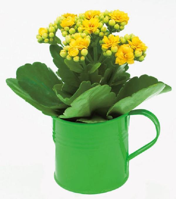 khong dat nhung loai cay canh loc bui, diet muoi nay trong nha thi dung la sai lam - 4