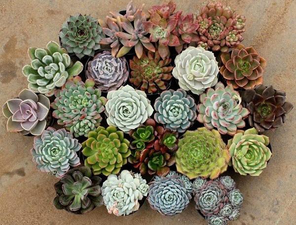 khong dat nhung loai cay canh loc bui, diet muoi nay trong nha thi dung la sai lam - 5