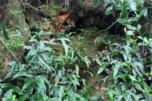 thuc hu ve ham mo bi an chua day vang tai ha nam - 5