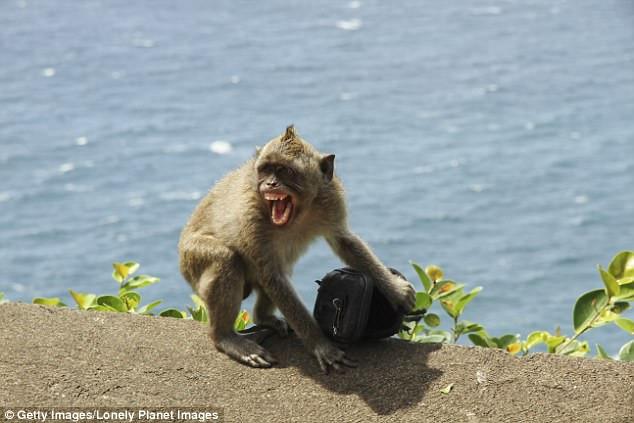 Khi 'xa hoi den' giat do du khach doi lay thuc an hinh anh 1