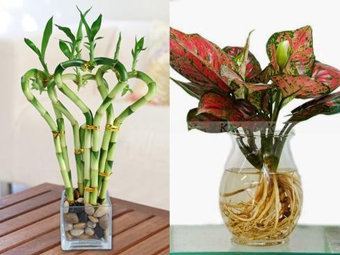 Đặt 7 loại cây trên bàn thờ, gia đình đời đời bình an, phát tài