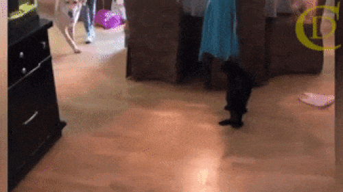 anh dong: nhung chu meo xung dang la...