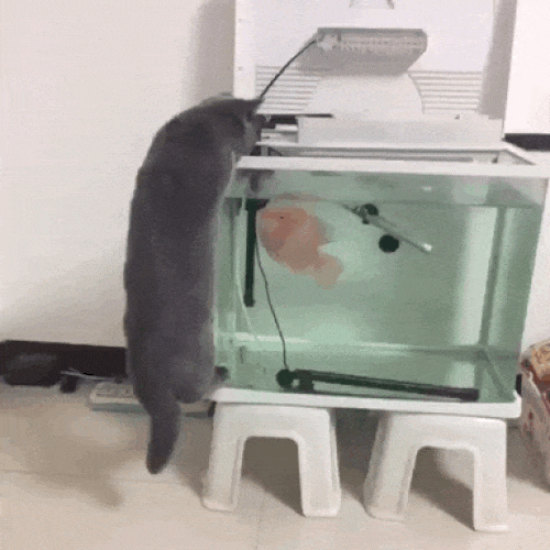 anh dong: nhung chu meo xung dang la...