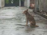 Bị bỏ rơi, chú chó hàng ngày vẫn chờ chủ bất kể nắng mưa