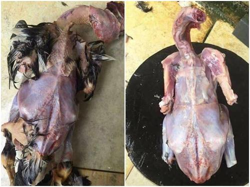 Cứ thịt gà, gái 'đảm' lại vặt lông lột da, cắt tiết lìa cả thủ thế này