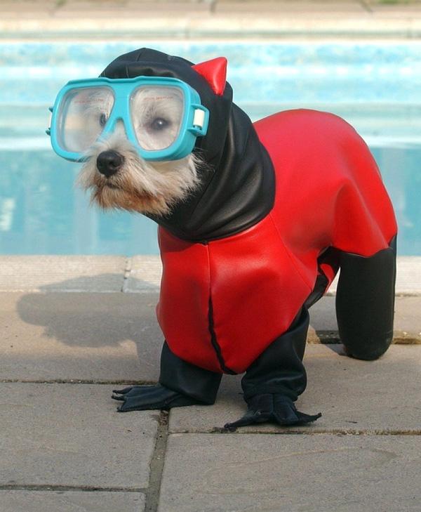 Cach-tranh-nong-cua-thu-cung-trong-ngay-he-oi-buc4