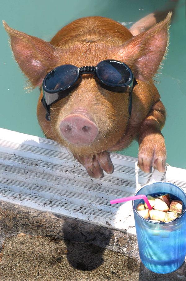 Cach-tranh-nong-cua-thu-cung-trong-ngay-he-oi-buc5