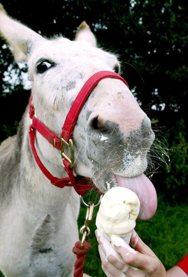 Cach-tranh-nong-cua-thu-cung-trong-ngay-he-oi-buc11