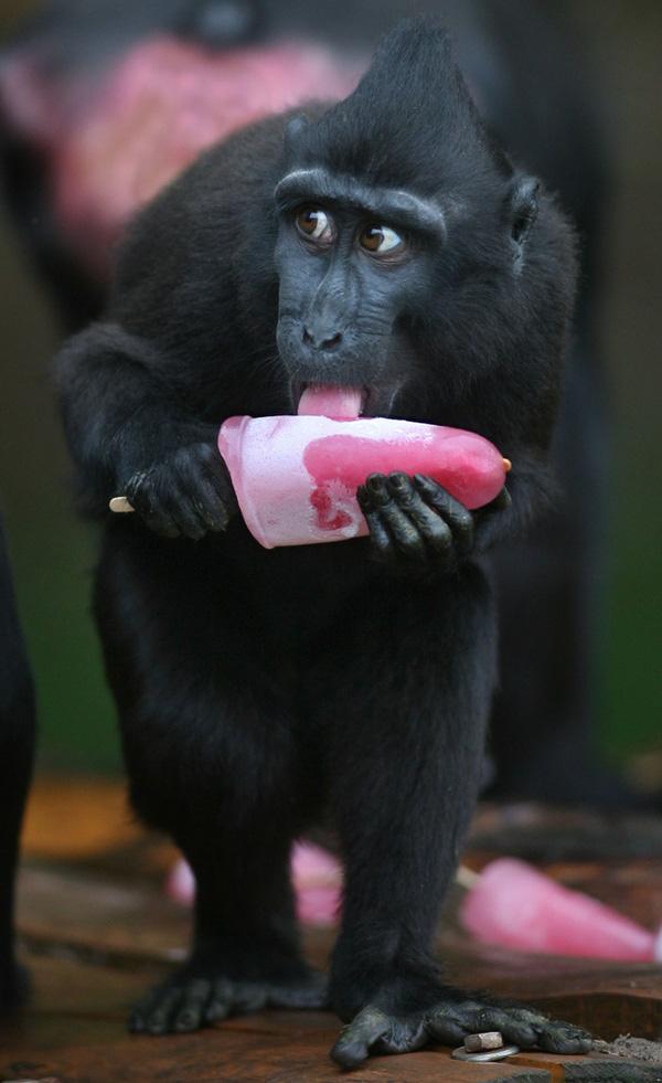 Cach-tranh-nong-cua-thu-cung-trong-ngay-he-oi-buc8