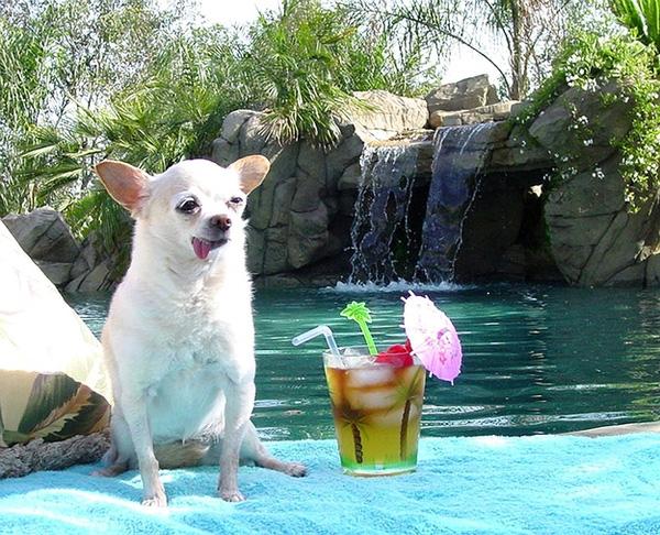 Cach-tranh-nong-cua-thu-cung-trong-ngay-he-oi-buc10