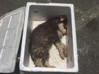 Sự thật bức ảnh chú chó nhỏ chết trong thùng xốp được gửi xe khách từ Nam ra Bắc