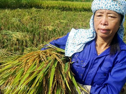 Có ai khổ hơn nông dân: Vật vã gặt lúa dưới nắng thiêu đốt 41 độ C