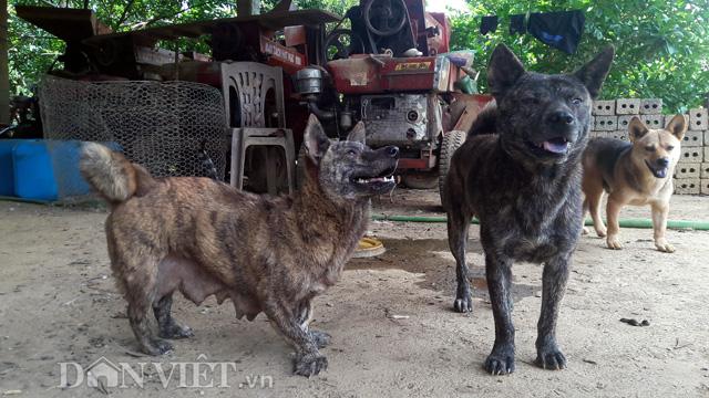 chu cho ky la co ban chan nhu hai cau va thich nuoi meo hinh anh 3