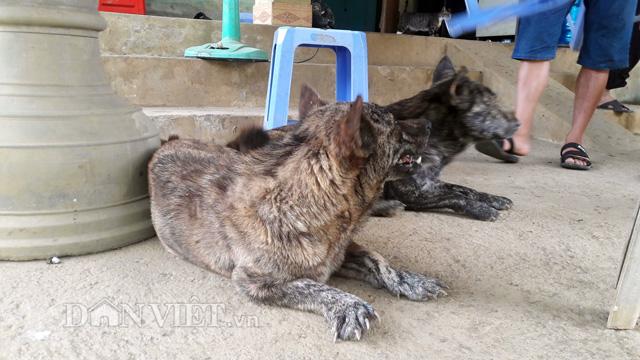 chu cho ky la co ban chan nhu hai cau va thich nuoi meo hinh anh 2