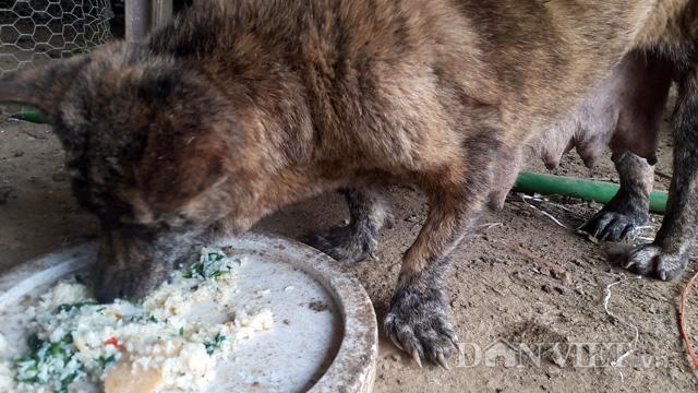 chu cho ky la co ban chan nhu hai cau va thich nuoi meo hinh anh 4