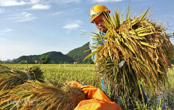 lam the nao de khong tu vong khi troi nang nong ky luc? hinh anh 2