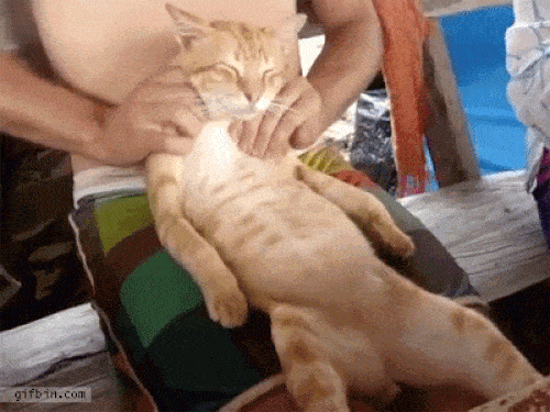 anh-dong-loai-meo-dang-am-muu-thong-tri-trai-dat14