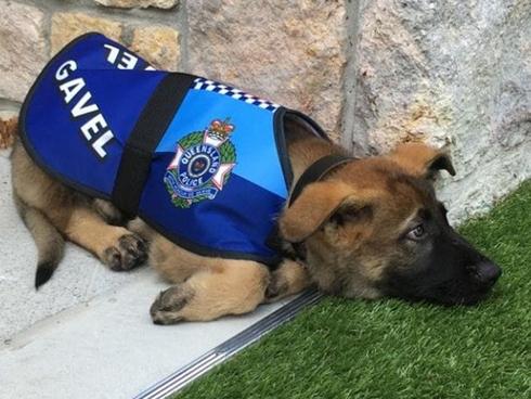 Chú chó cảnh sát bị sa thải vì một lý do vô cùng đáng yêu