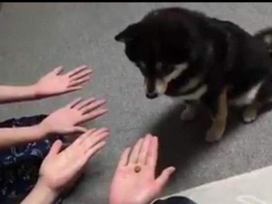 Clip hài: 'Chết cười' xem chú chó Alasca bị lừa