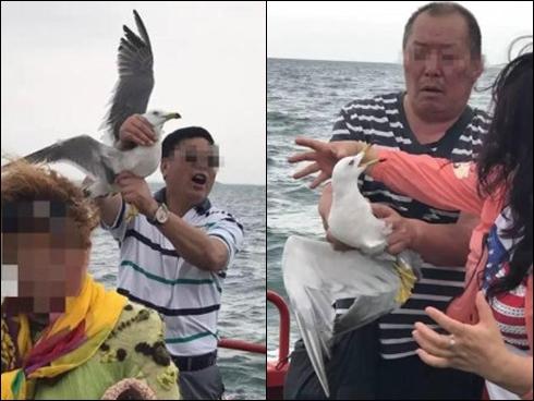 Du khách gây phẫn nộ vì bóp cổ mòng biển để chụp ảnh