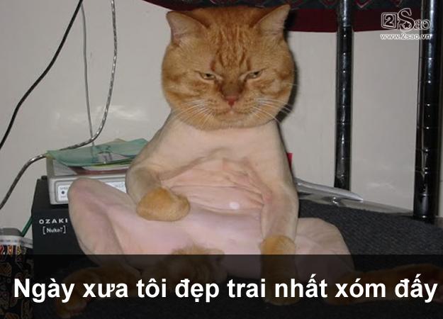 Thú cưng gặp cái kết đắng, khi chủ quyết định cạo lông cho bớt nóng-1