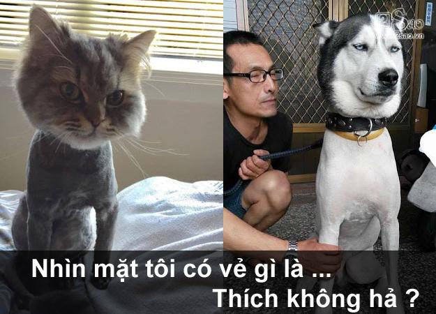 Thú cưng gặp cái kết đắng, khi chủ quyết định cạo lông cho bớt nóng-6