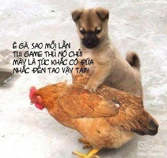 dong-vat-biet-noi-chuyen4