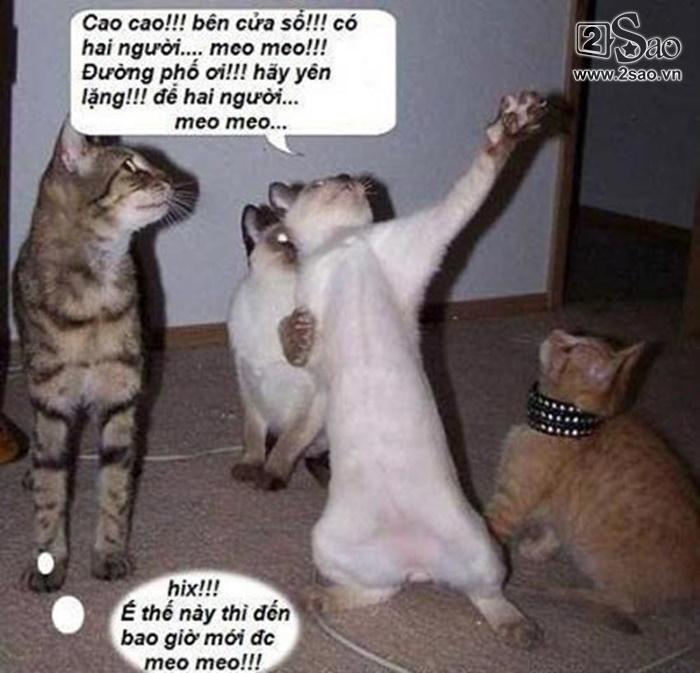 dong-vat-biet-noi-chuyen7