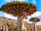 10 loài cây cổ thụ đẹp nhất thế giới