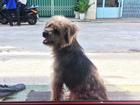 Xúc động nhất Facebook hôm nay: Chú chó ở Đồng Nai quay về tìm chủ cũ sau 3 năm bị bắt đi